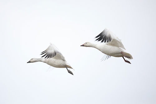 Showcasea your Vancouver area Travel Agency services to local residents and businesses.